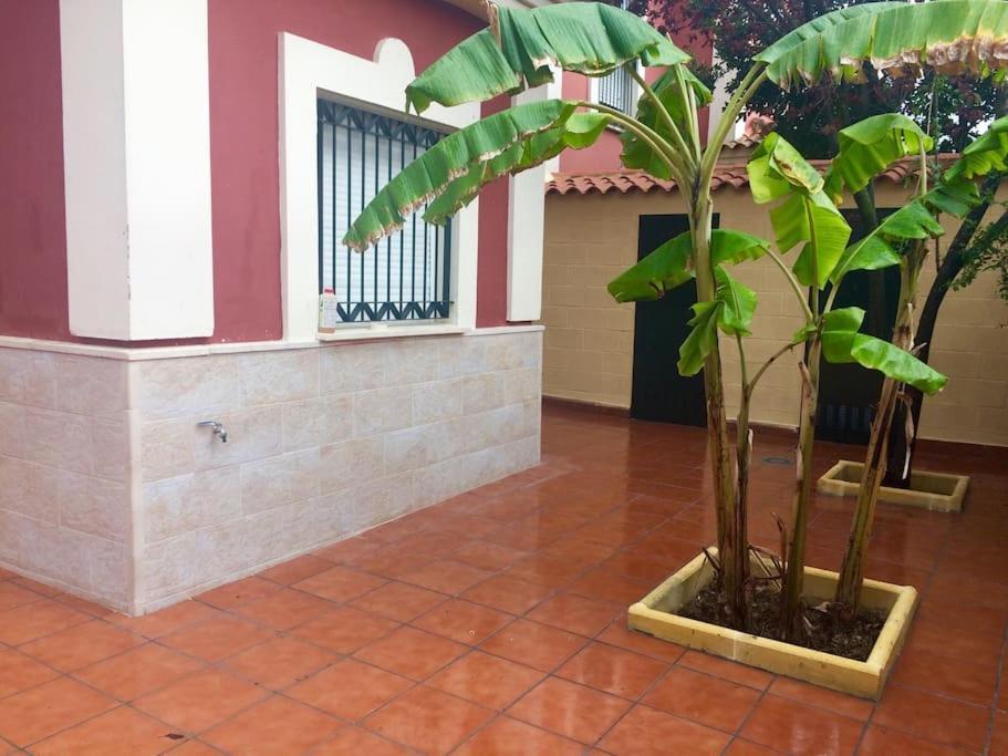 הוילה Salteras Casa Bignonia מראה חיצוני תמונה